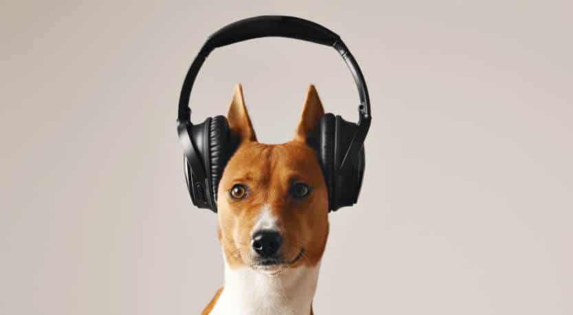 hund mit kopfhörern beim aktiven zuhören