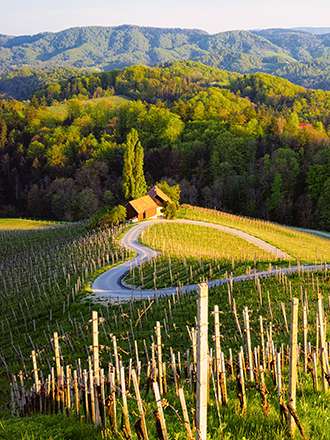 Betriebsausflug Steiermark Südsteirische Weinstraße